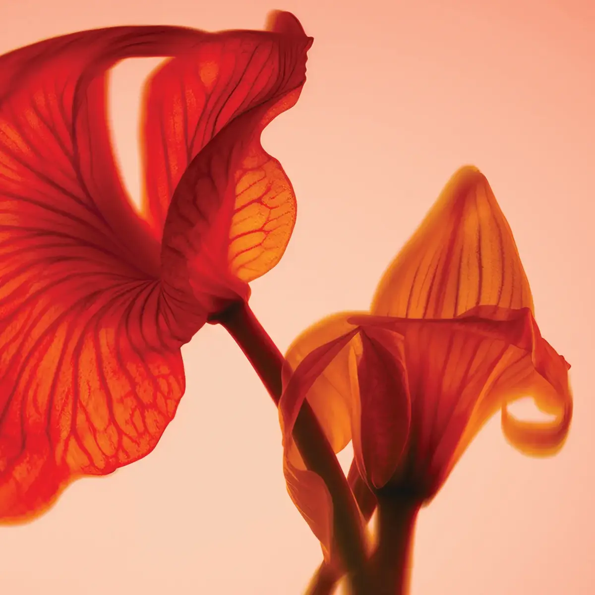 Close-up of red translucent flower petals glowing in warm backlight.