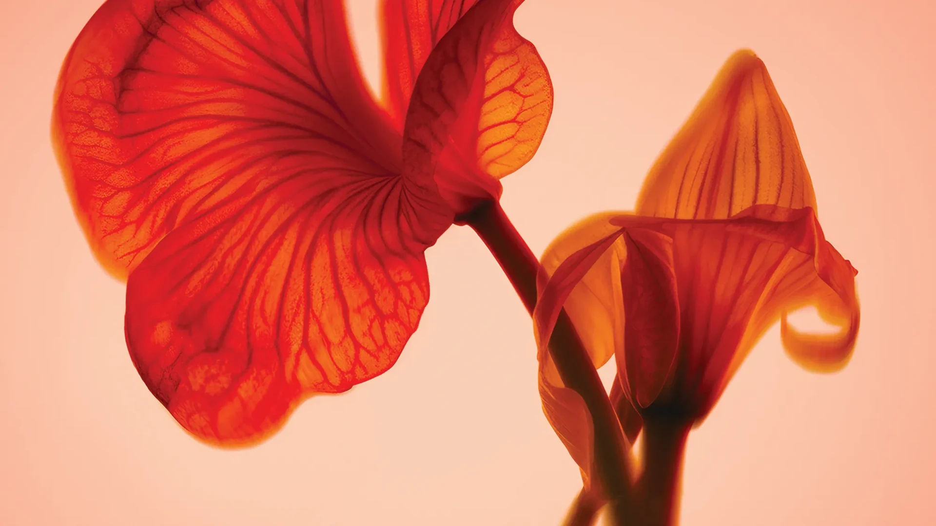 Close-up of red translucent flower petals glowing in warm backlight.