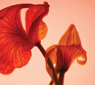 Close-up of red translucent flower petals glowing in warm backlight.