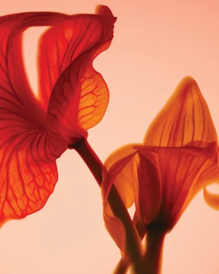 Close-up of red translucent flower petals glowing in warm backlight.