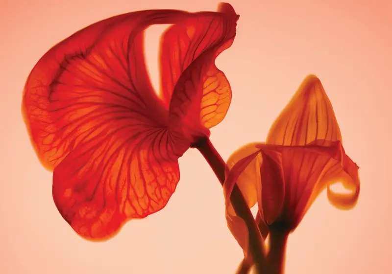 Close-up of red translucent flower petals glowing in warm backlight.