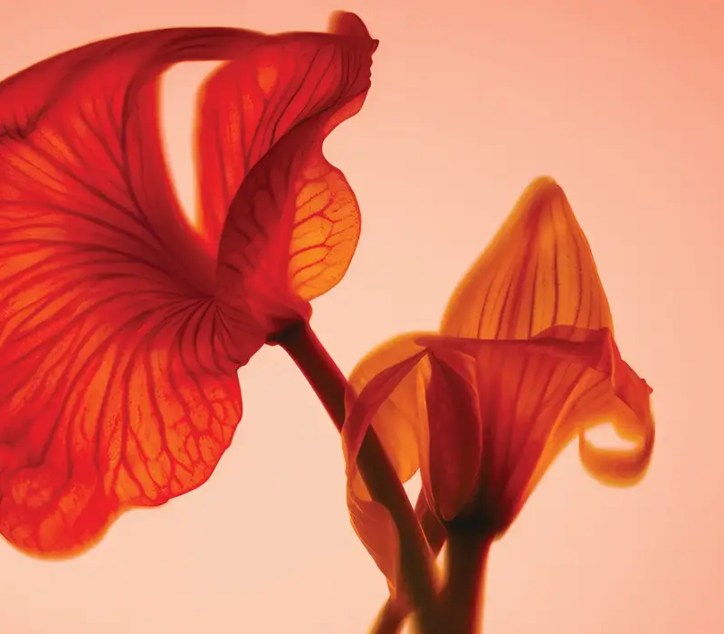 Close-up of red translucent flower petals glowing in warm backlight.