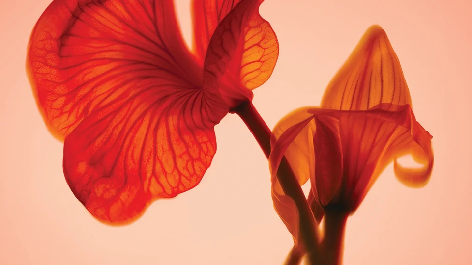 Close-up of red translucent flower petals glowing in warm backlight.