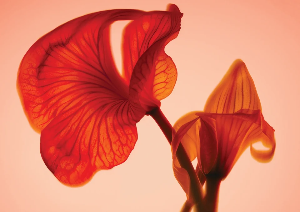 Close-up of red translucent flower petals glowing in warm backlight.