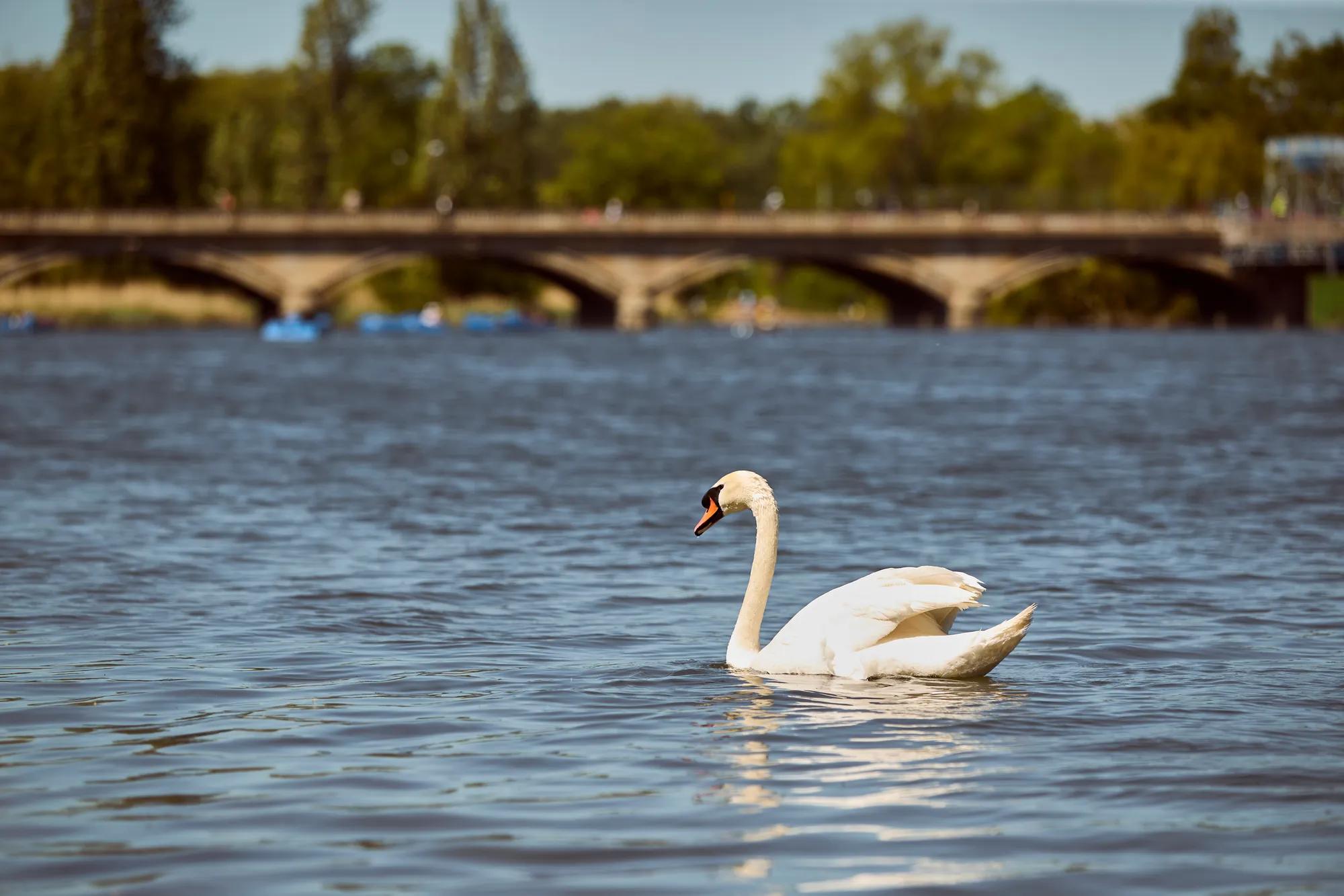 Swan swimming on a lake with a stone bridge and trees blurred in the background on a sunny day.