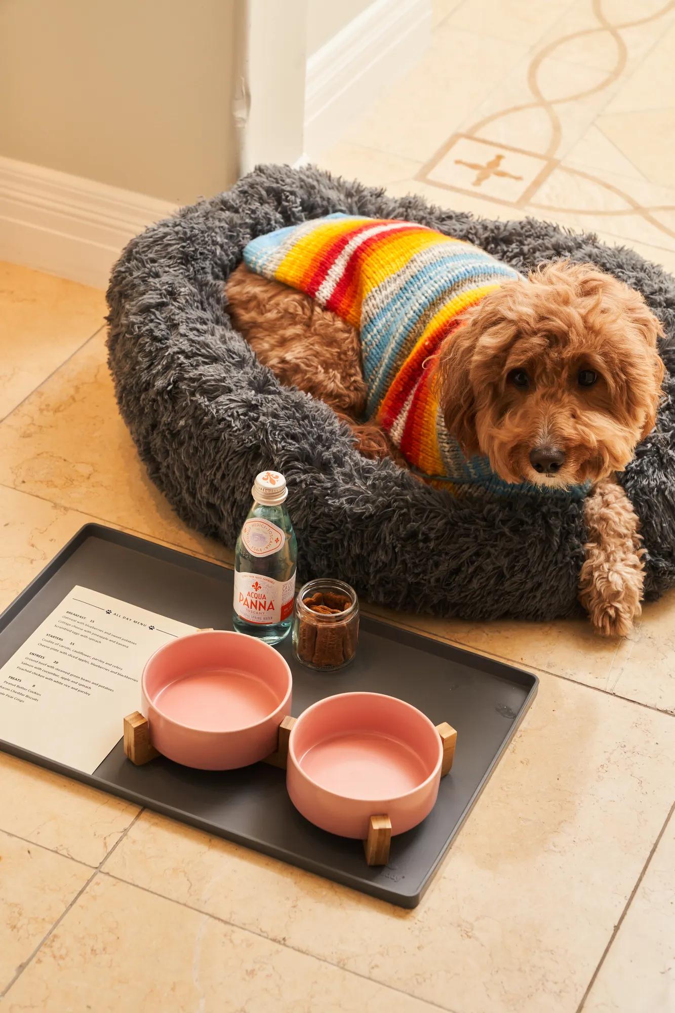 Small dog in rainbow sweater rests in gray bed beside tray with bowls, water, and treats.