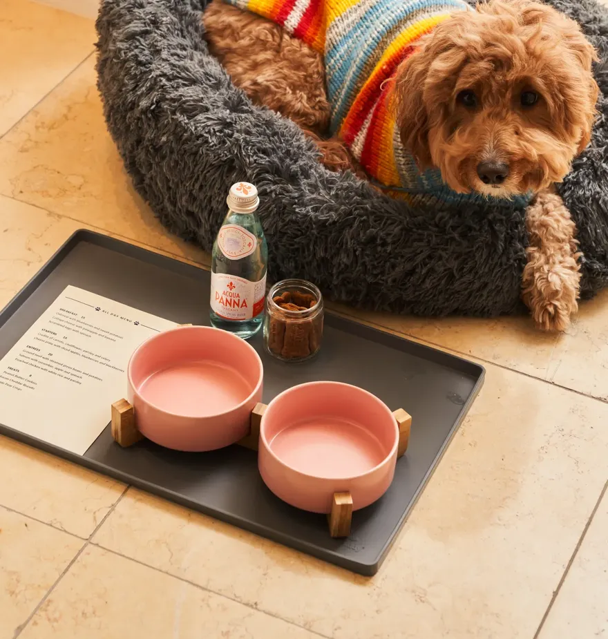Small dog in rainbow sweater rests in gray bed beside tray with bowls, water, and treats.