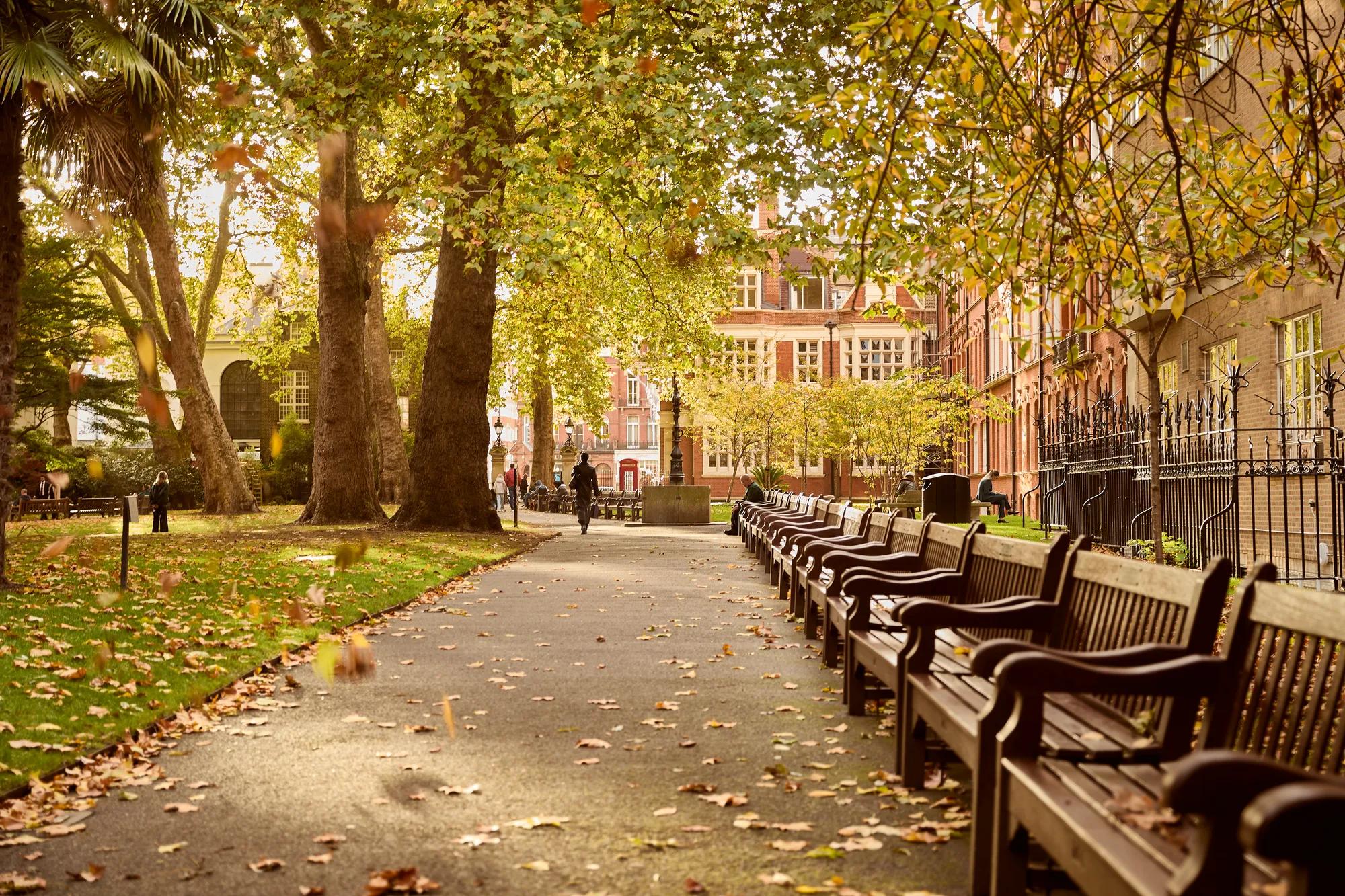 Tree-lined garden path with wooden benches, fallen autumn leaves, and historic buildings in the background.