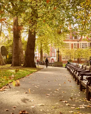 Tree-lined garden path with wooden benches, fallen autumn leaves, and historic buildings in the background.