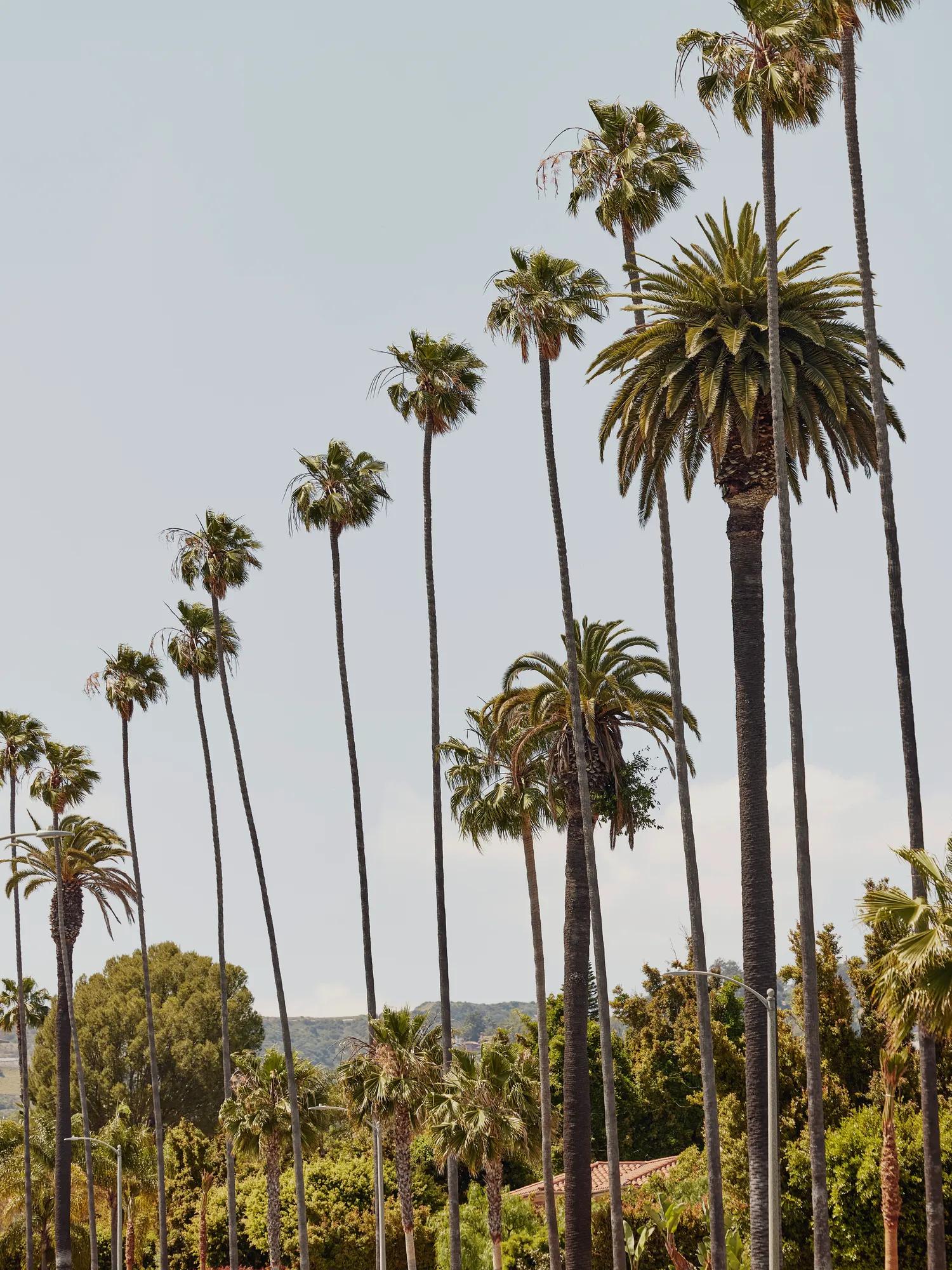 Diagonal line of slim palms with hills and neighborhood rooftops beyond on a bright day.