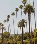 Diagonal line of slim palms with hills and neighborhood rooftops beyond on a bright day.