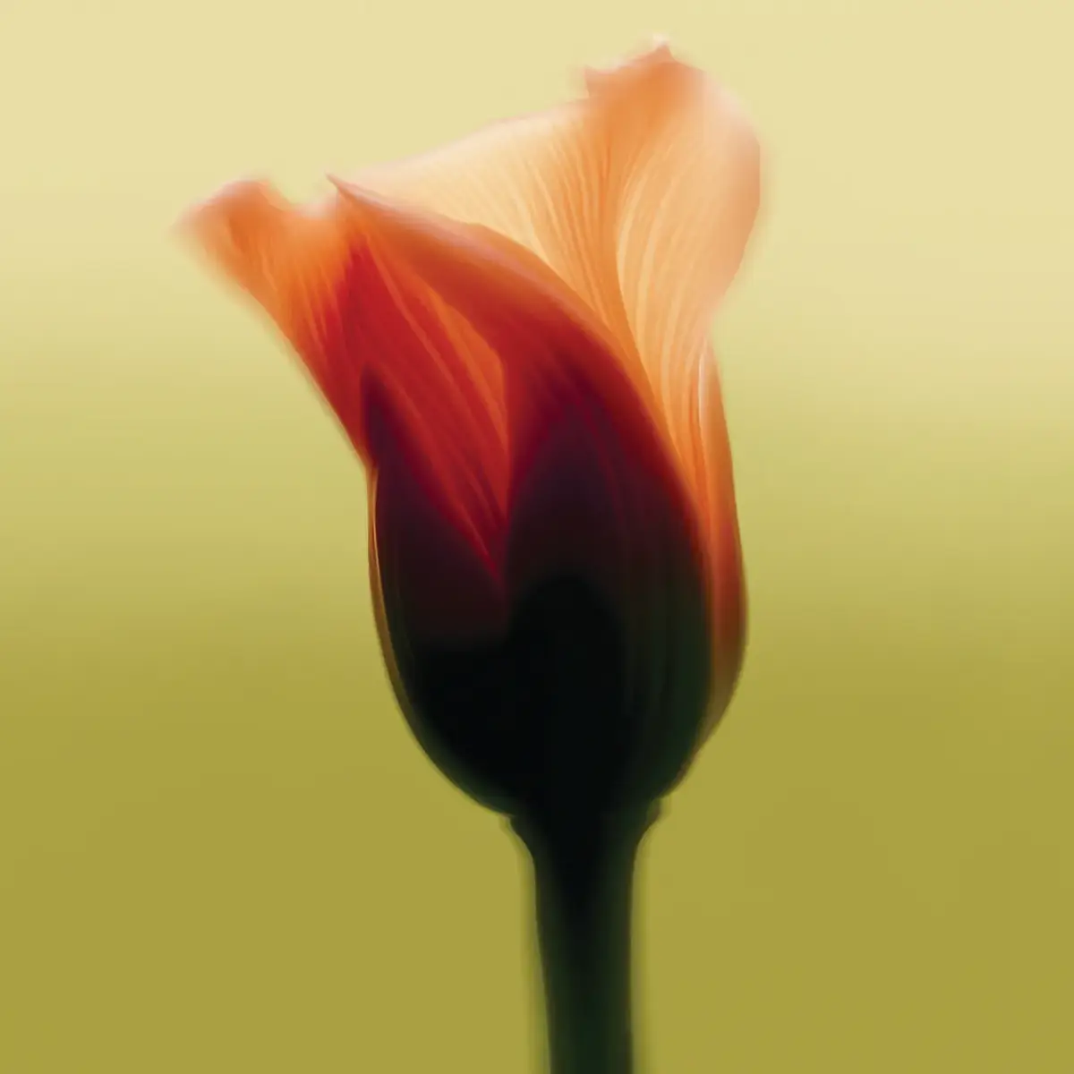 Soft-focus close-up of an orange flower bud with translucent petals against a smooth yellow-green background.