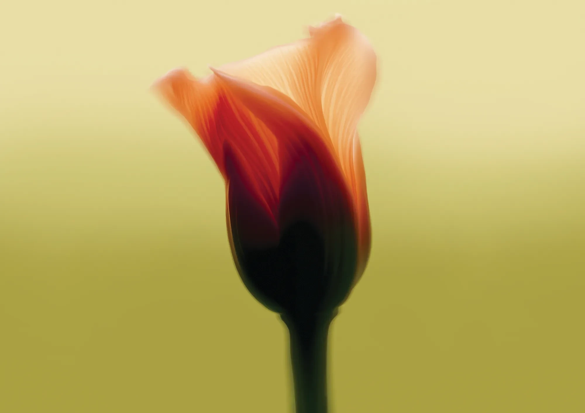 Soft-focus close-up of an orange flower bud with translucent petals against a smooth yellow-green background.