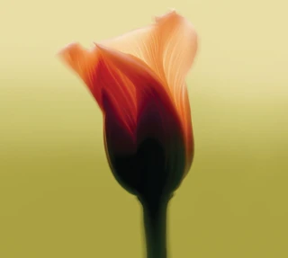 Soft-focus close-up of an orange flower bud with translucent petals against a smooth yellow-green background.