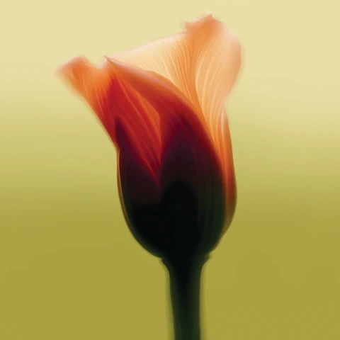 Soft-focus close-up of an orange flower bud with translucent petals against a smooth yellow-green background.
