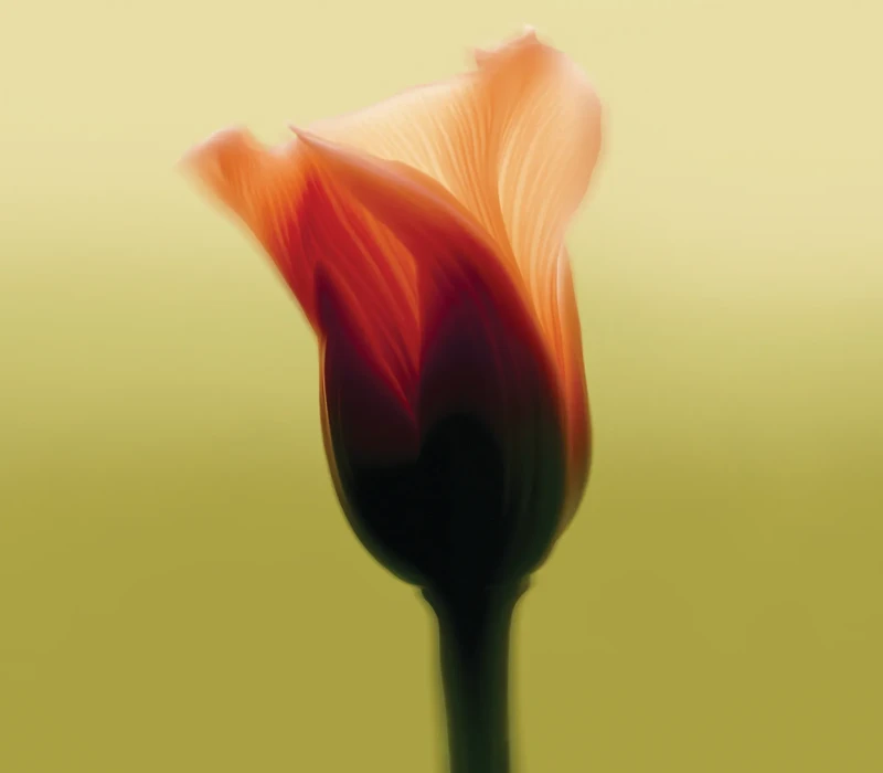Soft-focus close-up of an orange flower bud with translucent petals against a smooth yellow-green background.