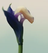 Close-up of a delicate flower with deep indigo petals partially enveloping a soft cream-colored bloom against a blurred pastel background.