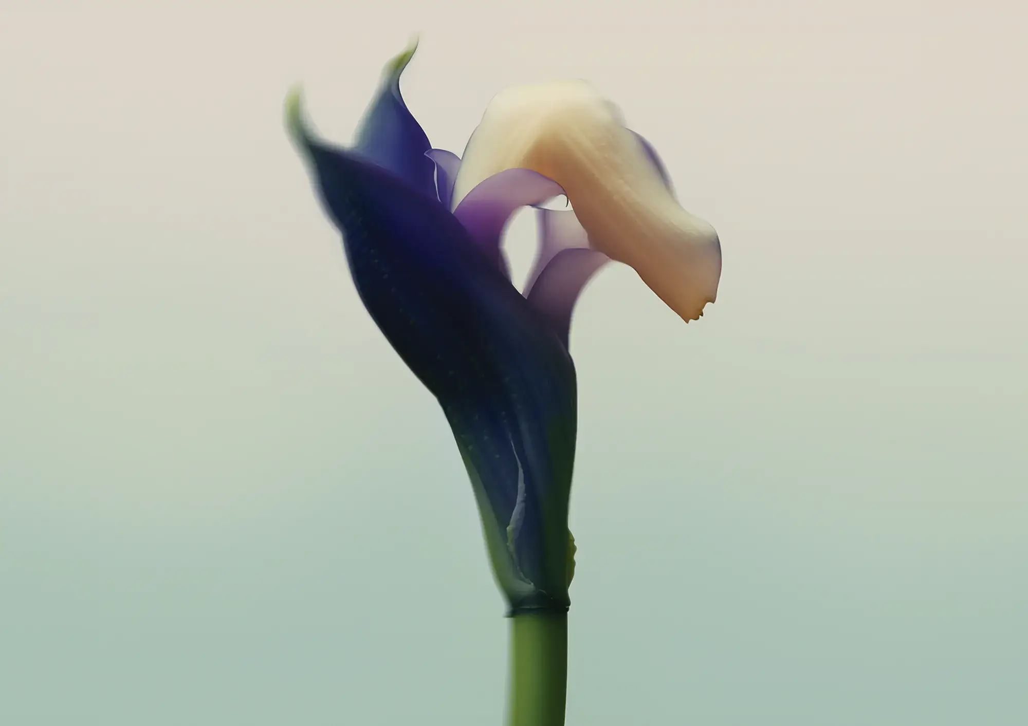 Close-up of a delicate flower with deep indigo petals partially enveloping a soft cream-colored bloom against a blurred pastel background.