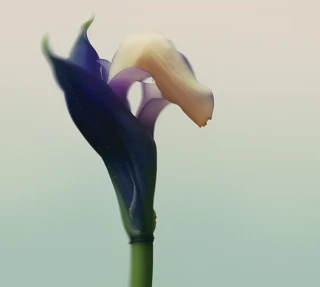 Gros plan d’une fleur délicate aux pétales indigo profonds enveloppant partiellement une floraison crème, sur un fond pastel flou.