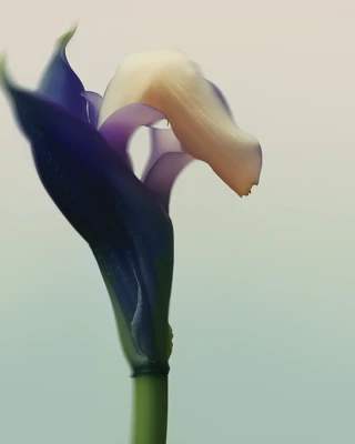 Gros plan d’une fleur délicate aux pétales indigo profonds enveloppant partiellement une floraison crème, sur un fond pastel flou.