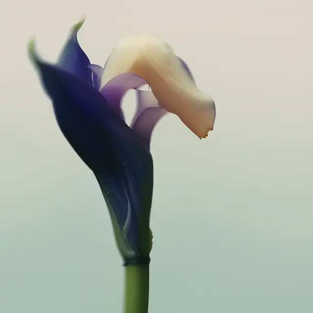 Close-up of a delicate flower with deep indigo petals partially enveloping a soft cream-colored bloom against a blurred pastel background.