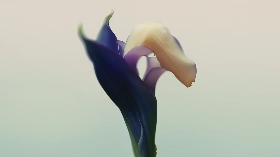 Close-up of a delicate flower with deep indigo petals partially enveloping a soft cream-colored bloom against a blurred pastel background.