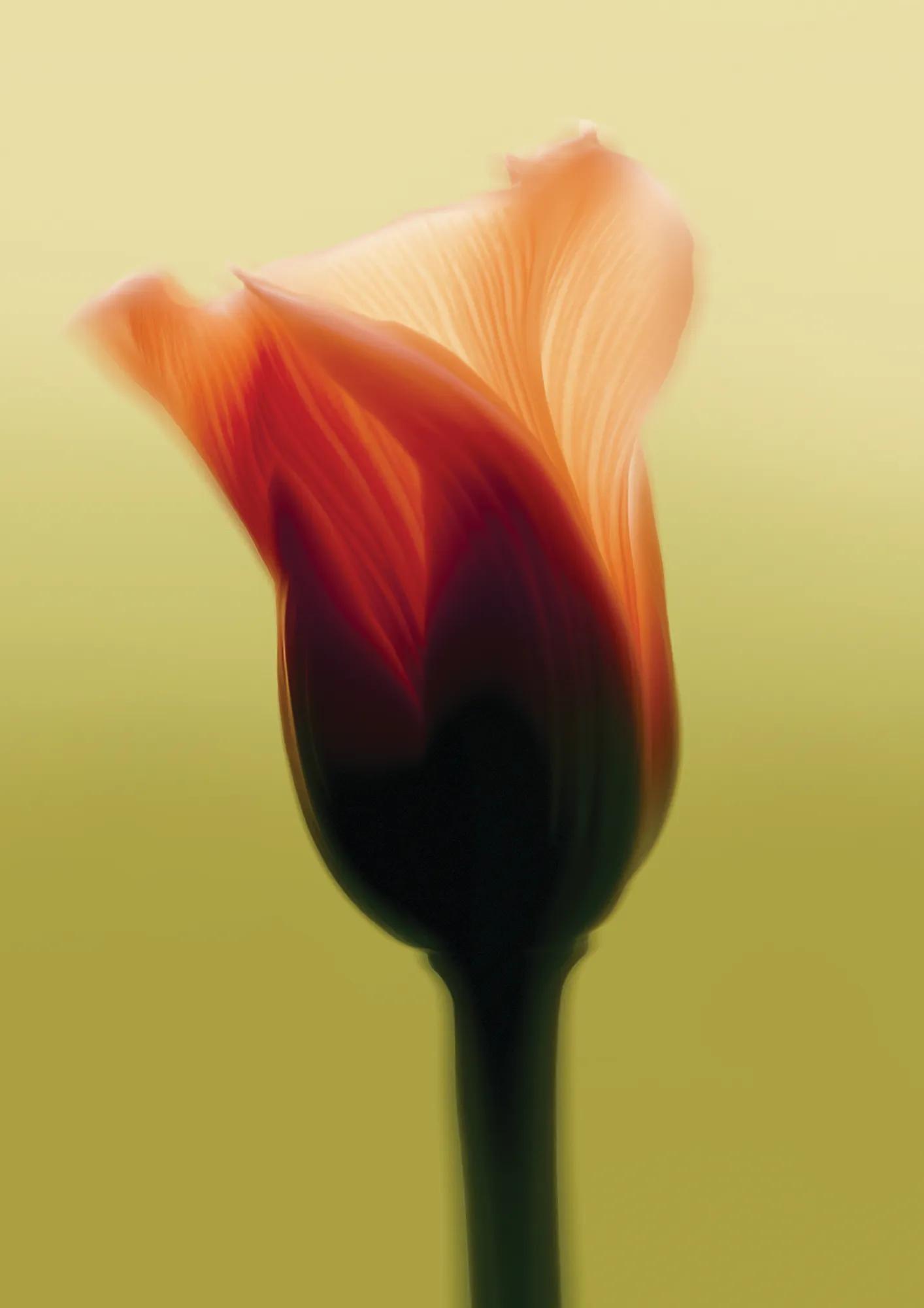 Soft-focus close-up of orange-red flower bud against pale yellow background.
