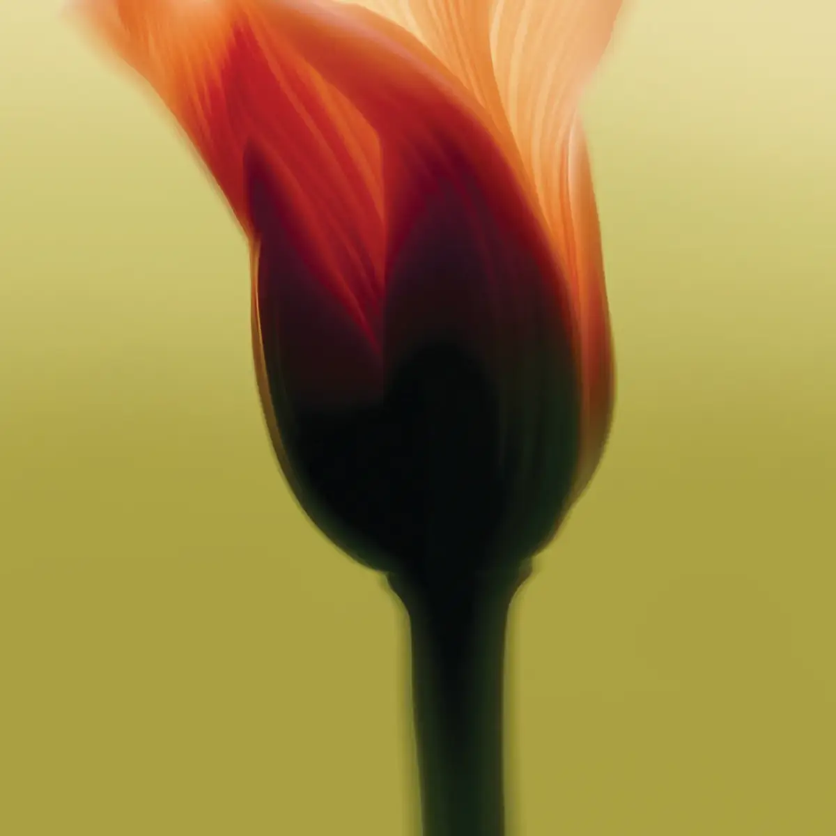 Soft-focus close-up of orange-red flower bud against pale yellow background.