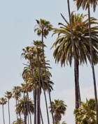 Rows of towering palms stretching into the distance against a clear sky, with lush foliage below.