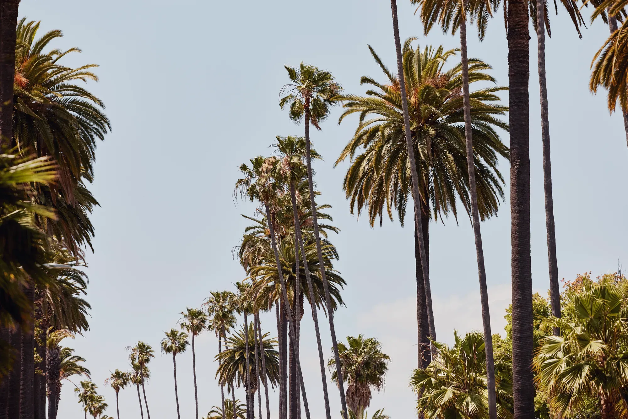 Rows of towering palms stretching into the distance against a clear sky, with lush foliage below.