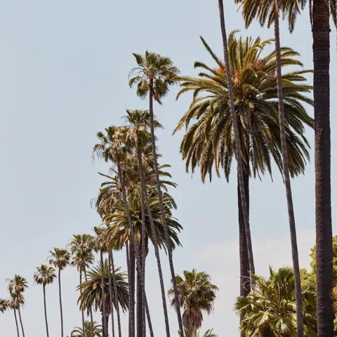 Rows of towering palms stretching into the distance against a clear sky, with lush foliage below.