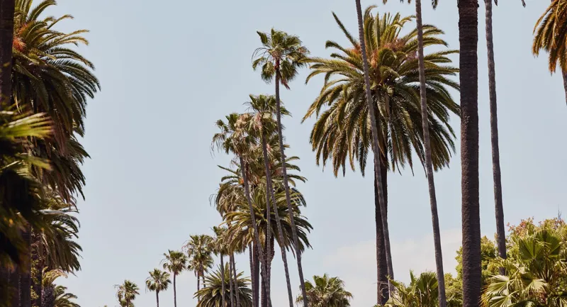 Rows of towering palms stretching into the distance against a clear sky, with lush foliage below.