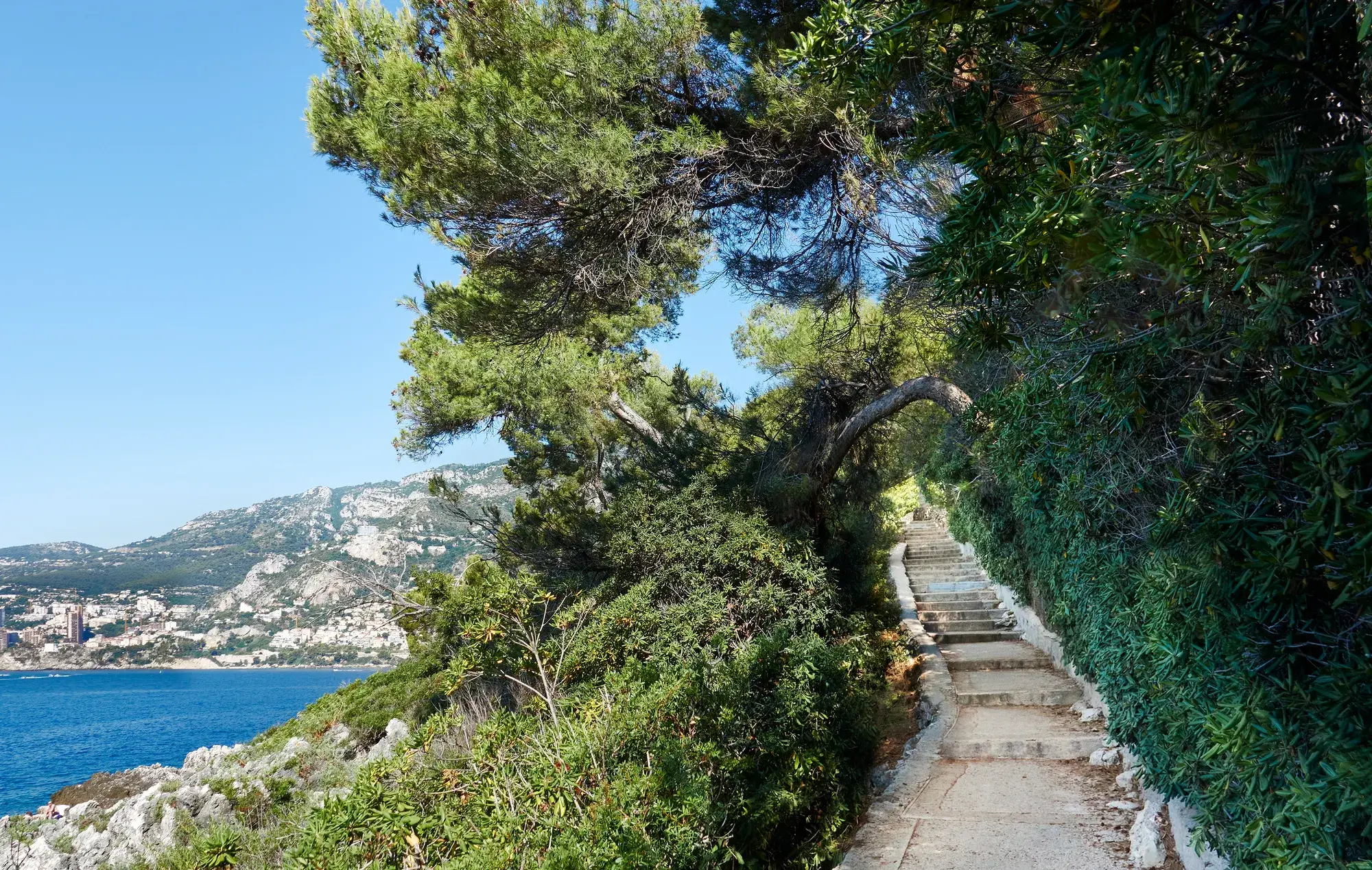 Sentier côtier ombragé bordé de pins, surplombant la Méditerranée et les villages de la Riviera.