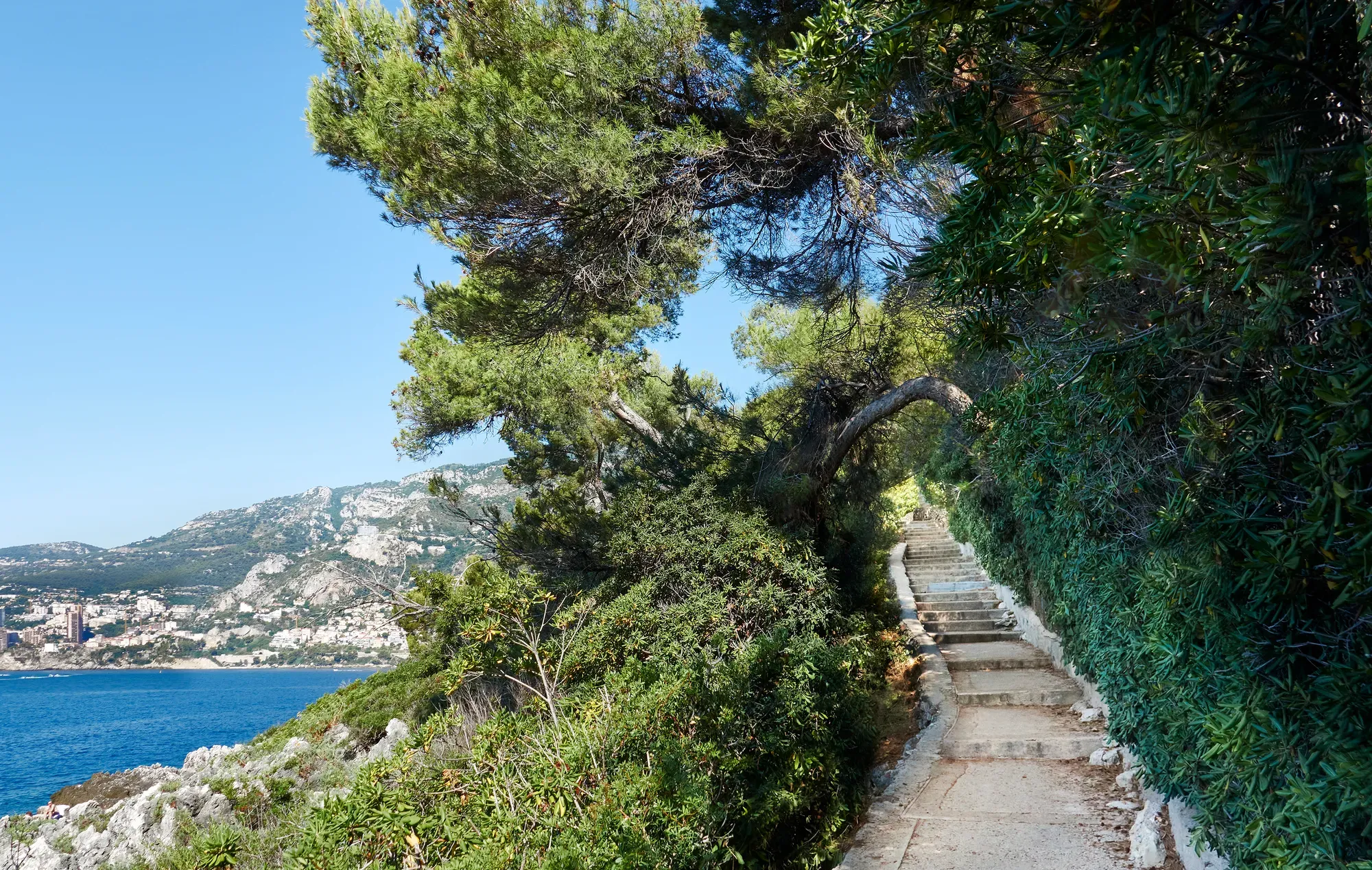Sentier côtier ombragé bordé de pins, surplombant la Méditerranée et les villages de la Riviera.