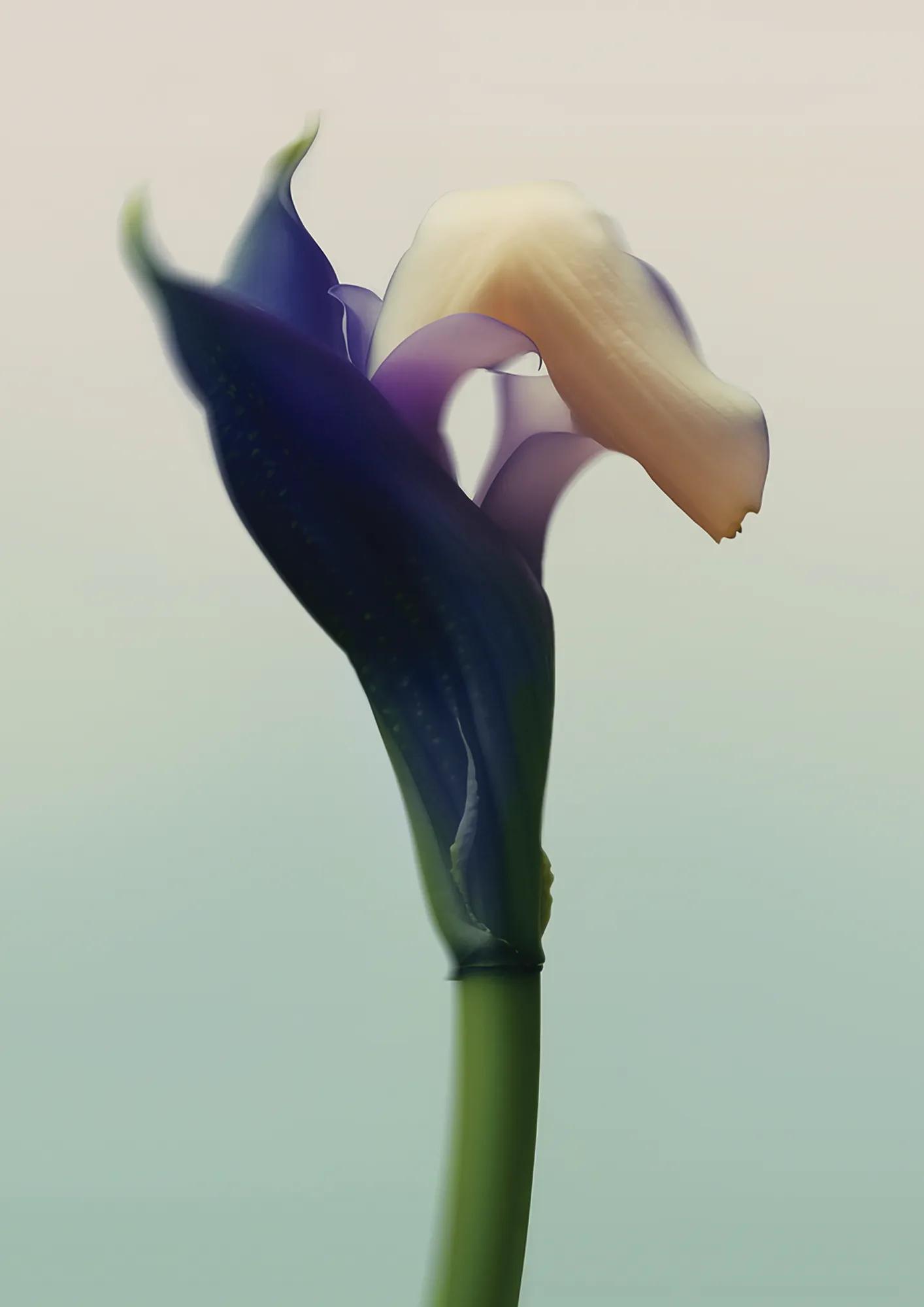 Soft-focus close-up of blue and cream calla lily against pale background.