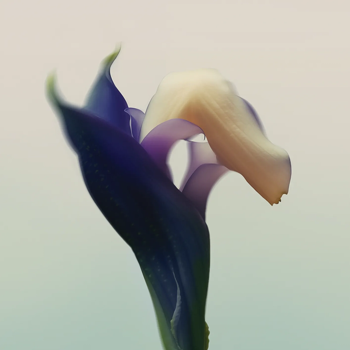 Soft-focus close-up of blue and cream calla lily against pale background.