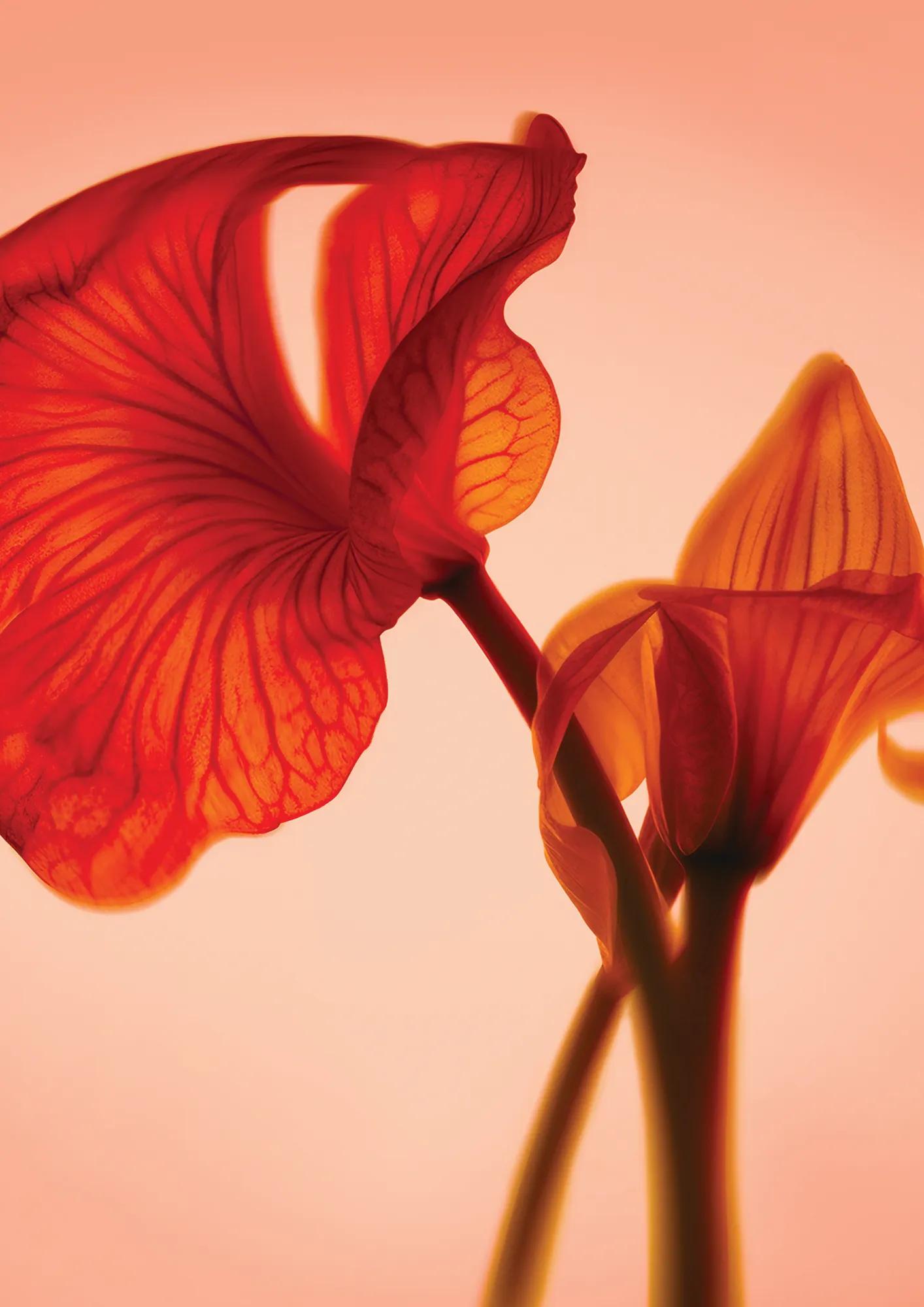 Backlit close-up of translucent red and orange flower petals against a soft peach background.