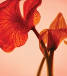 Backlit close-up of translucent red and orange flower petals against a soft peach background.