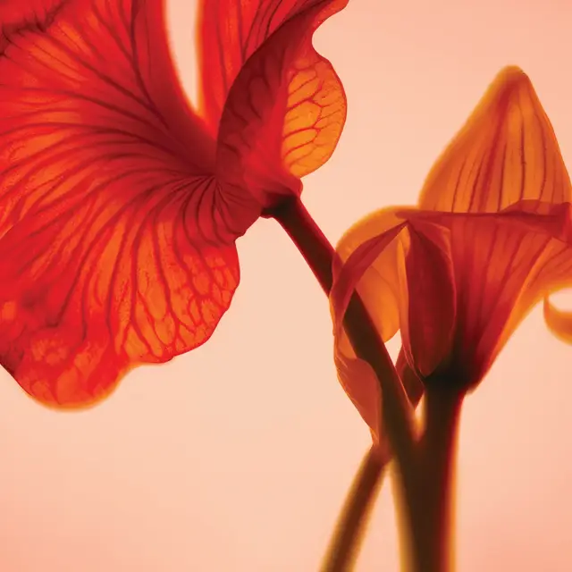 Backlit close-up of translucent red and orange flower petals against a soft peach background.