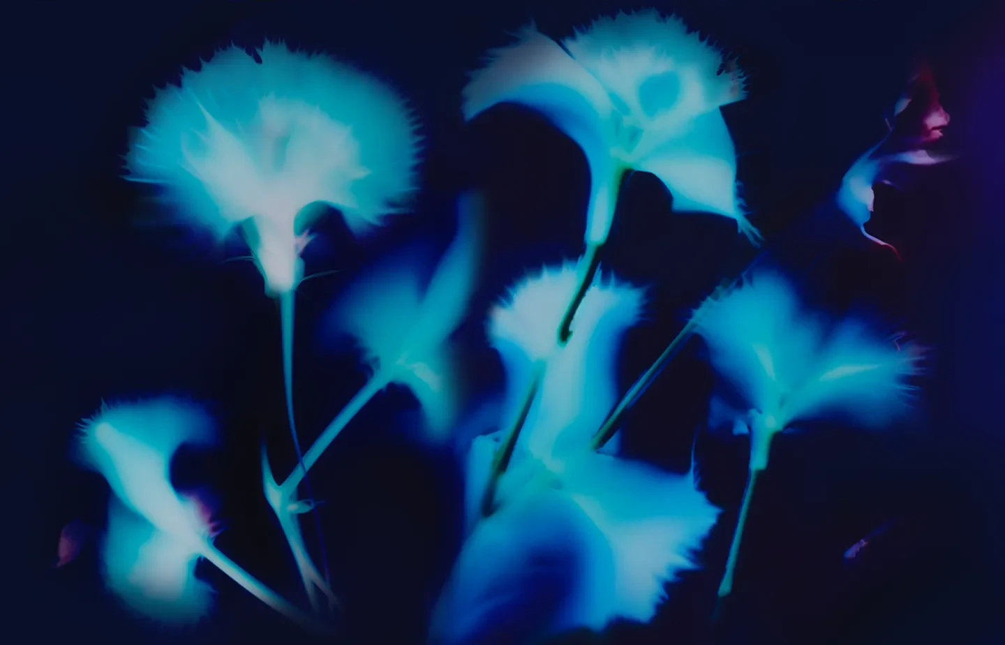 Abstract blue floral forms glowing against a dark background, creating a dreamlike, ethereal effect.
