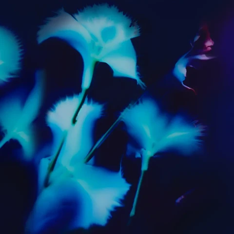 Abstract blue floral forms glowing against a dark background, creating a dreamlike, ethereal effect.