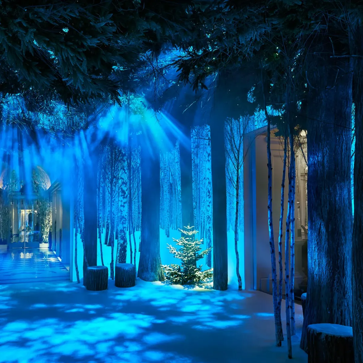 Immersive indoor forest installation with tall trees, blue lighting and mist, featuring a pathway and small illuminated Christmas tree beneath dramatic light beams.