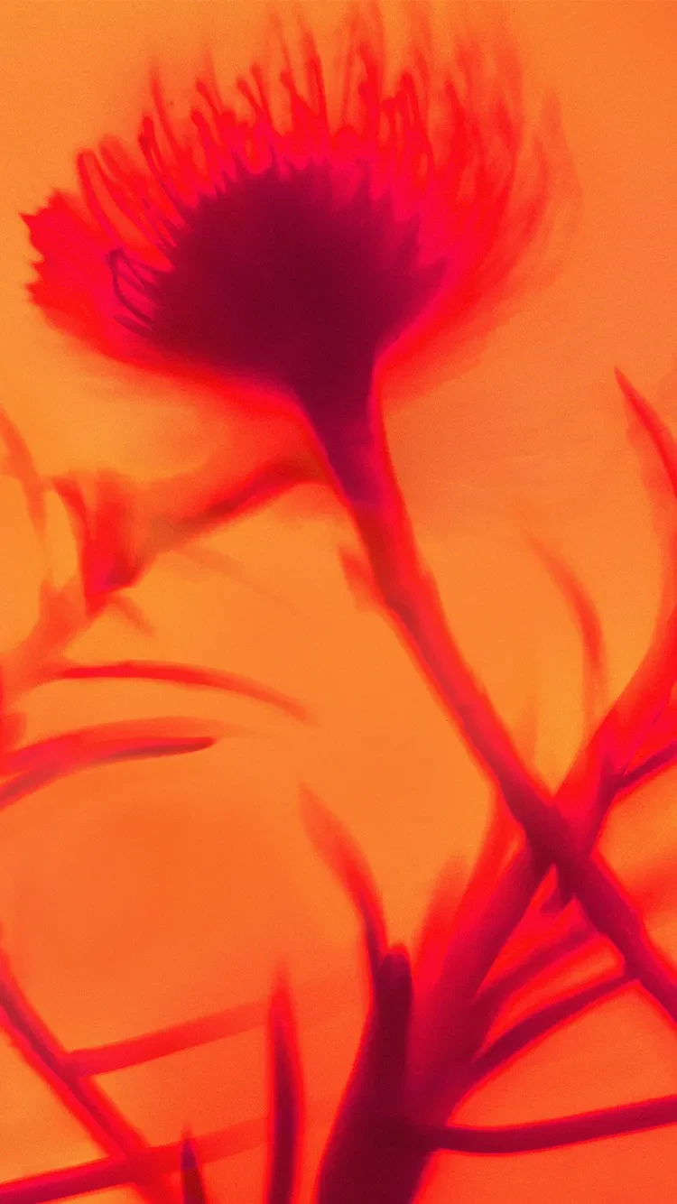 Abstract close-up of a red flower silhouette against a warm orange background, softly blurred for an artistic effect