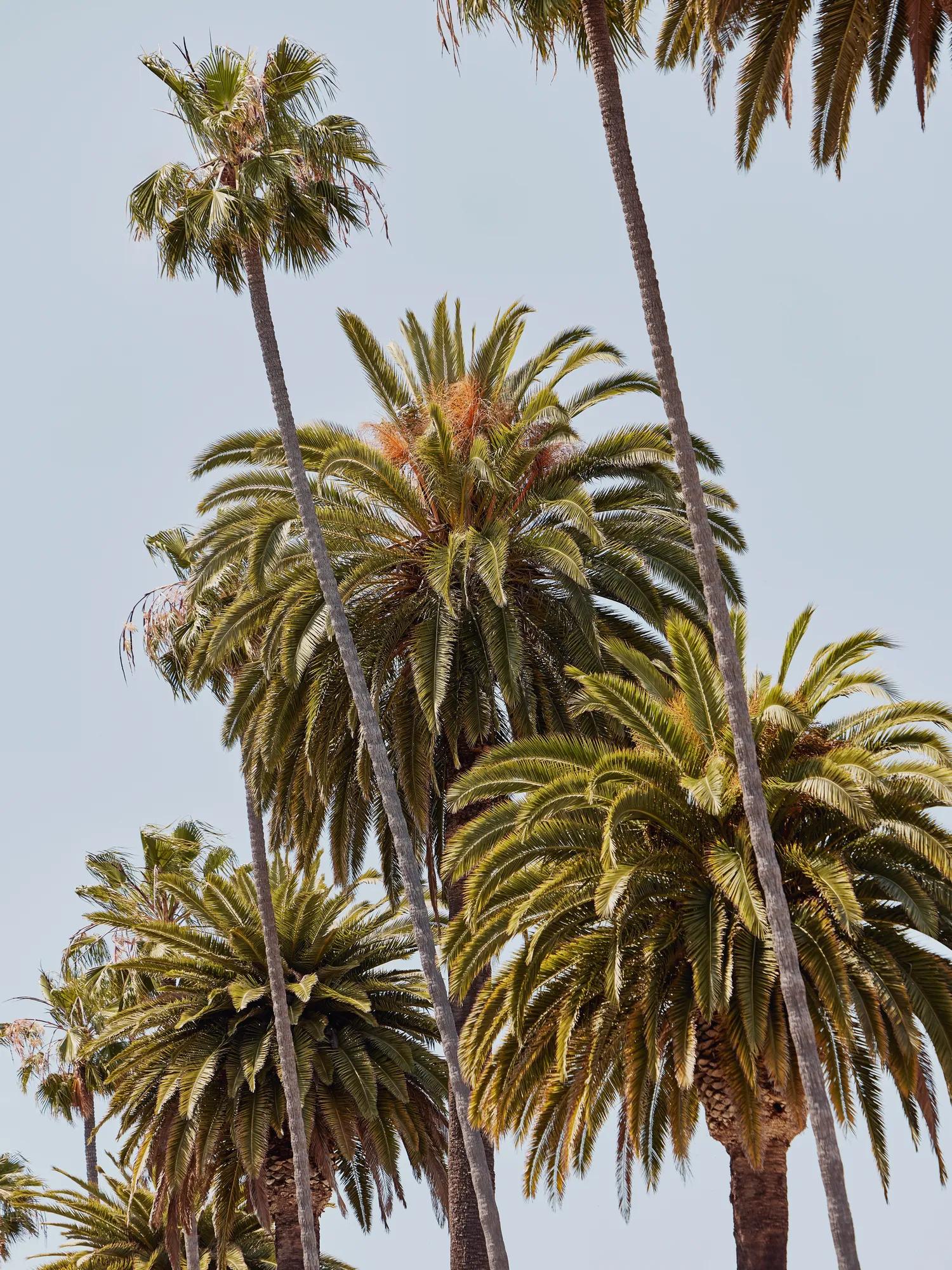 Close view of tall palm crowns rising against a pale blue sky in Beverly Hills.