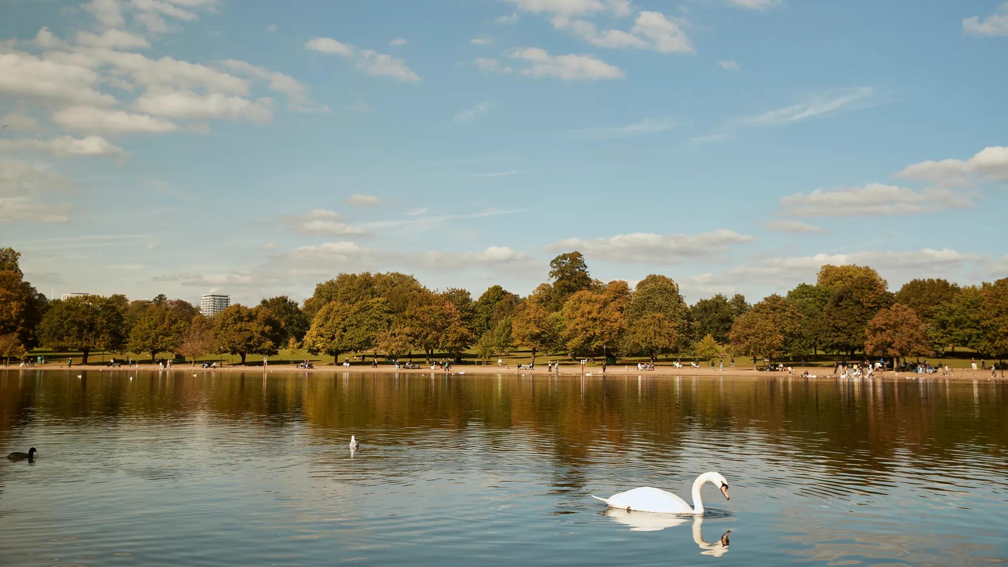 Swan gliding on a lake in Hyde Park with trees and blue sky in the background.