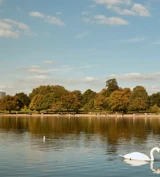 Swan gliding on a lake in Hyde Park with trees and blue sky in the background.