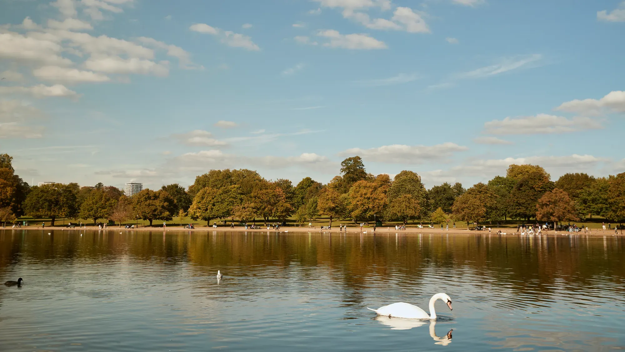 Swan gliding on a lake in Hyde Park with trees and blue sky in the background.