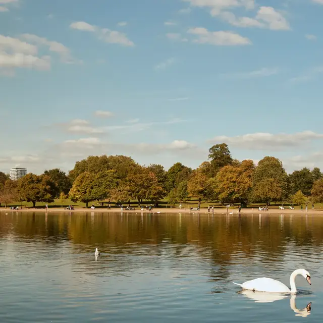 Swan gliding on a lake in Hyde Park with trees and blue sky in the background.