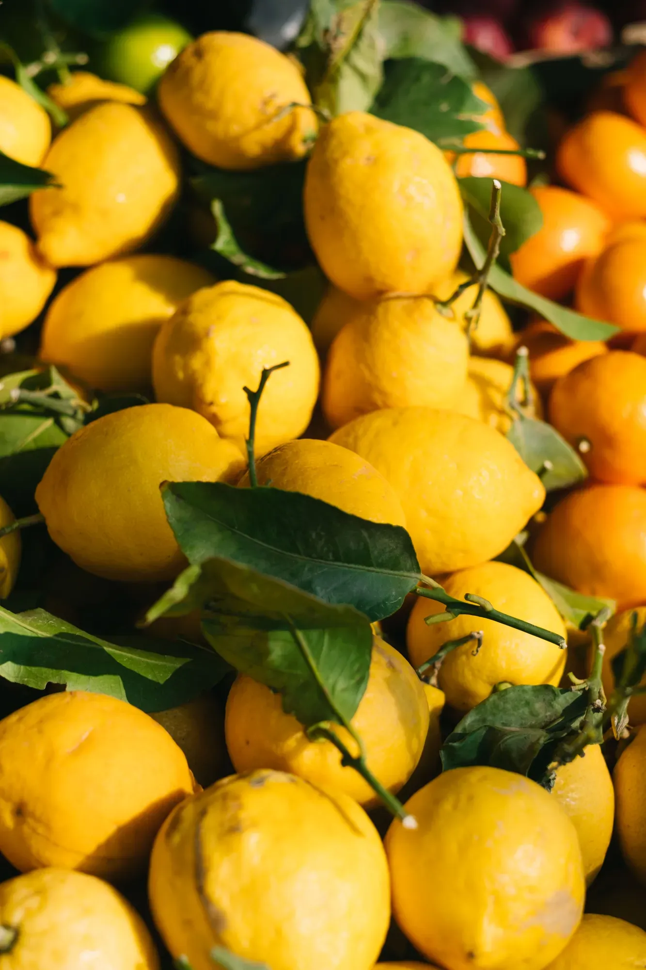 Citrus Details of multiple yellow lemons