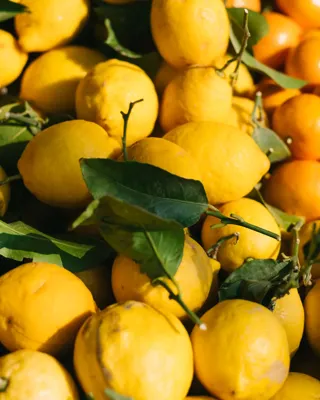 Citrus Details of multiple yellow lemons